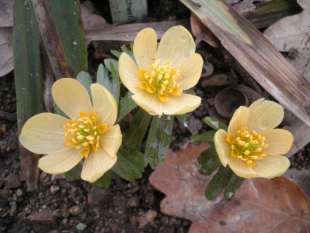 Eranthis ´Schwefwlglanz´